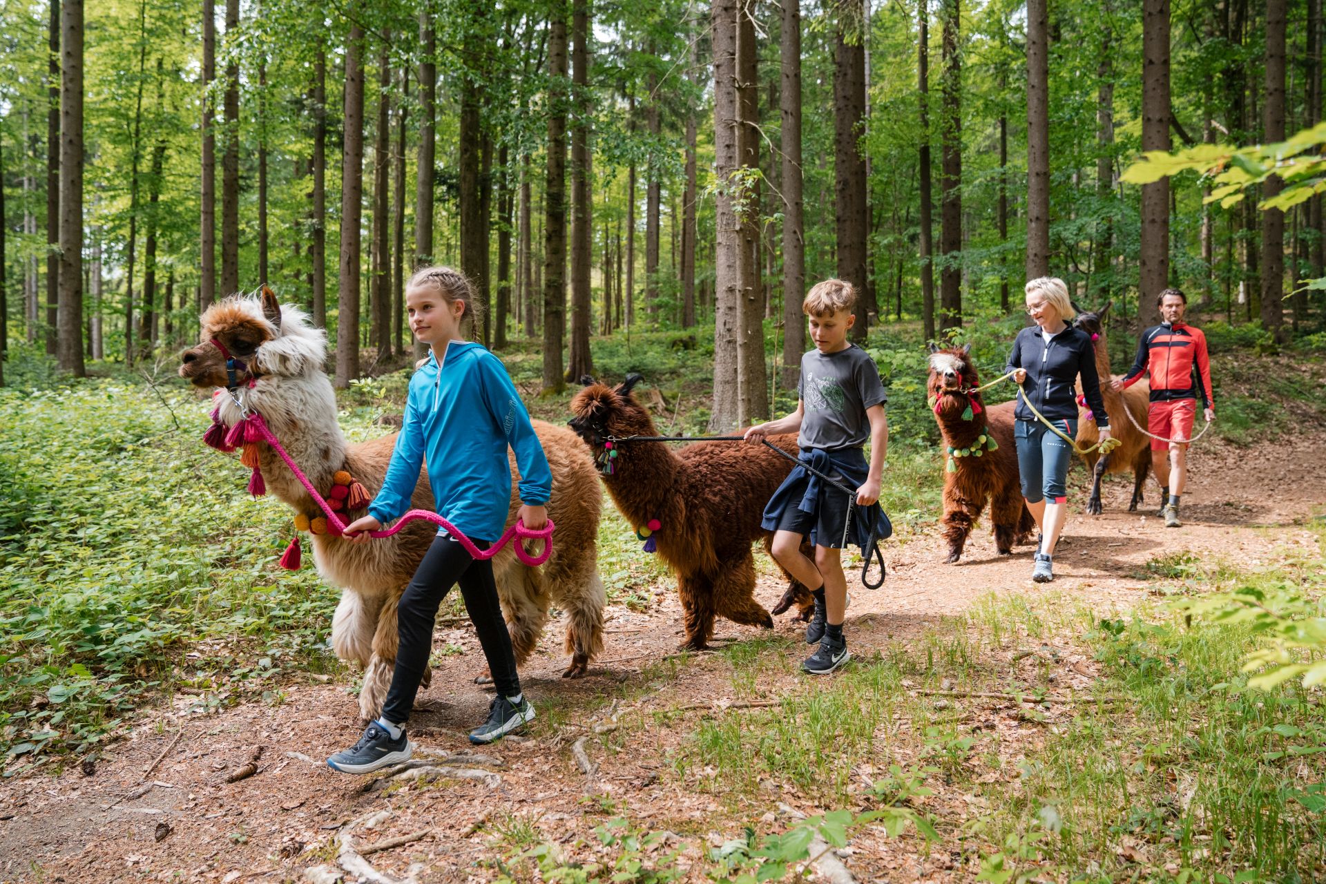 Familie mit Kindern auf einer Alpakawanderung durch den Wald in der Ferienregion Böhmerwald