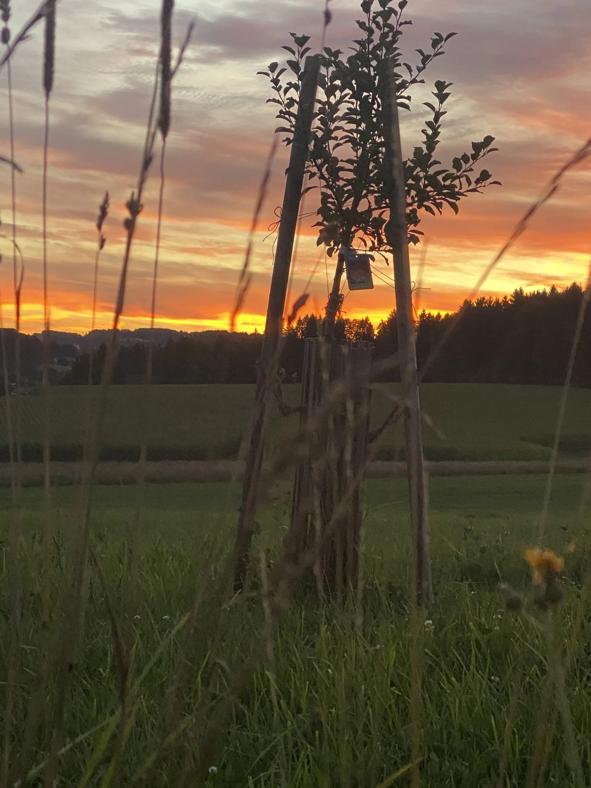 Abendrot über Feldern und Wald mit jungem Obstbaum am Ferienhaus im Böhmerwald